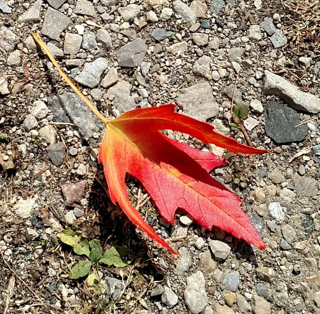 bright red fallen leaf on gravel road